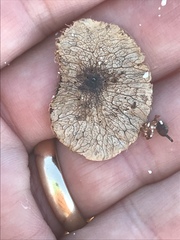 Dalbergia ecastaphyllum