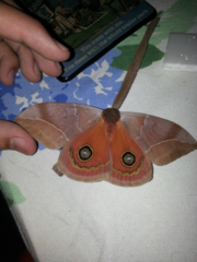Automeris bilinea