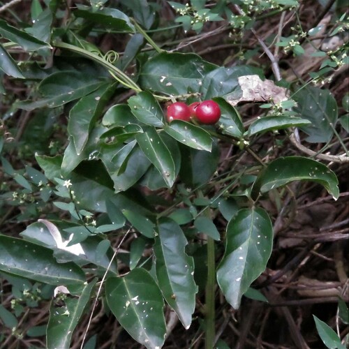 Paullinia elegans (Paullinia elegans)