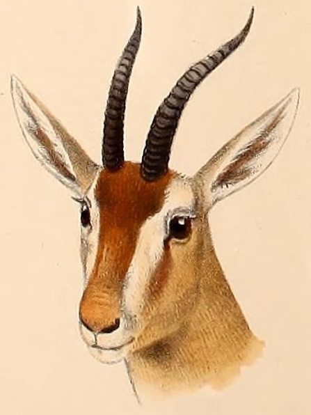 Red Gazelle (Eudorcas rufina)