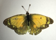 Colias aurorina