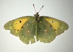 Colias aurorina
