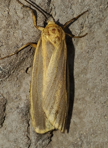 Cadaver Lichen Moth photo 2