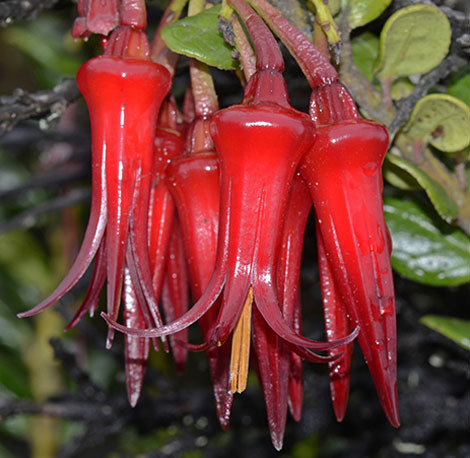 Ceratostema alatum