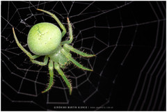 Araneus uniformis