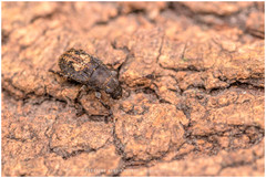 Piesocorynus plagifer