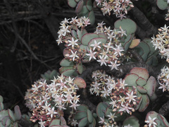 Crassula arborescens arborescens