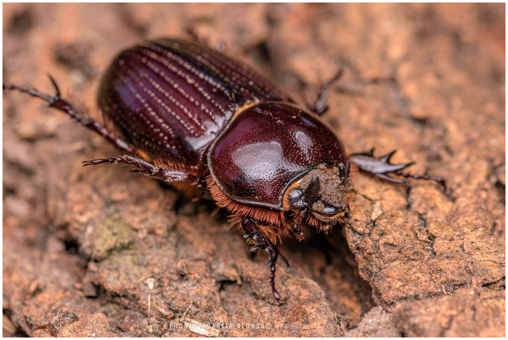 その他 Giant Beetles: Euchirinae - Dynastinae Beetle, Horned Rhino Beetle, Dynastinae, Rubber Insect