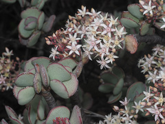 Crassula arborescens arborescens