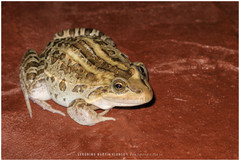 Leptodactylus luctator