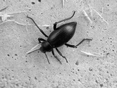 Eleodes gracilis