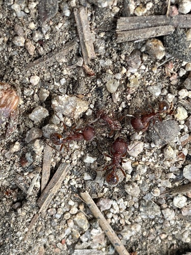 Western Harvester Ant photo 6