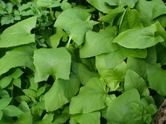 Cicerbita macrophylla uralensis