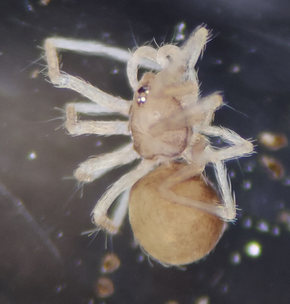 cave spiders from Wise County, VA, USA on April 25, 2023 at 03:03 PM by ...