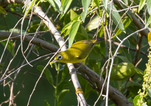 Lemon-bellied White-eye (Zosterops chloris), photo 10