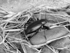 Eleodes gracilis