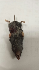 Blarina carolinensis