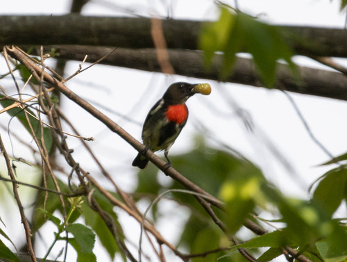 Grey-sided Flowerpecker (Dicaeum celebicum), photo 6