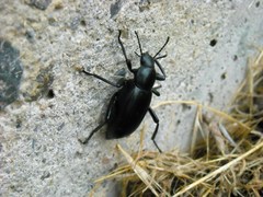 Eleodes gracilis