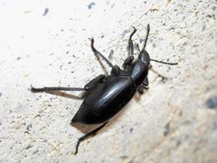 Eleodes gracilis