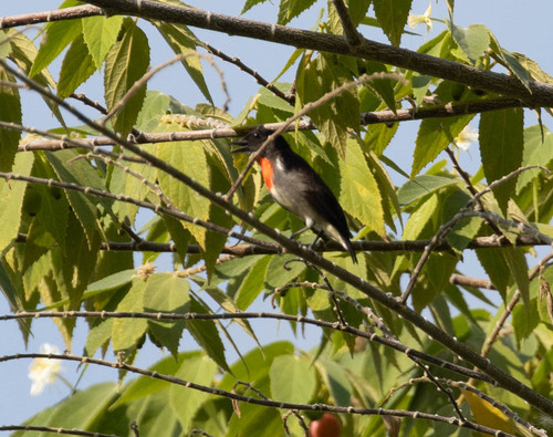 Grey-sided Flowerpecker (Dicaeum celebicum), photo 5