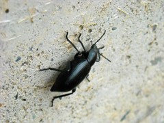 Eleodes gracilis