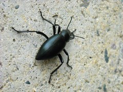 Eleodes gracilis