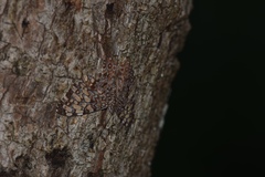Hamadryas feronia farinulenta