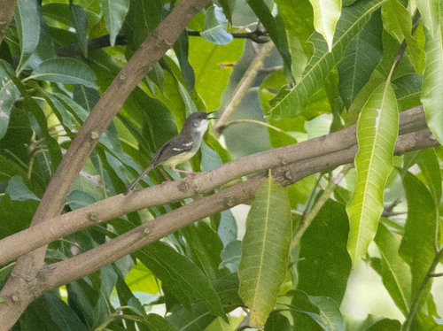 Bar-winged Prinia (Prinia familiaris), photo 4