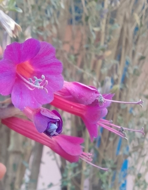Cantua buxifolia, 15795, Perú
