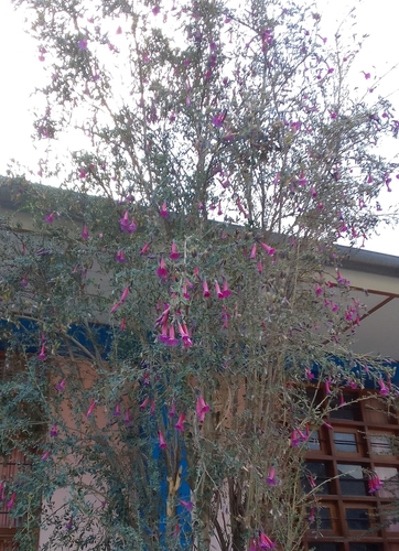 Cantua buxifolia