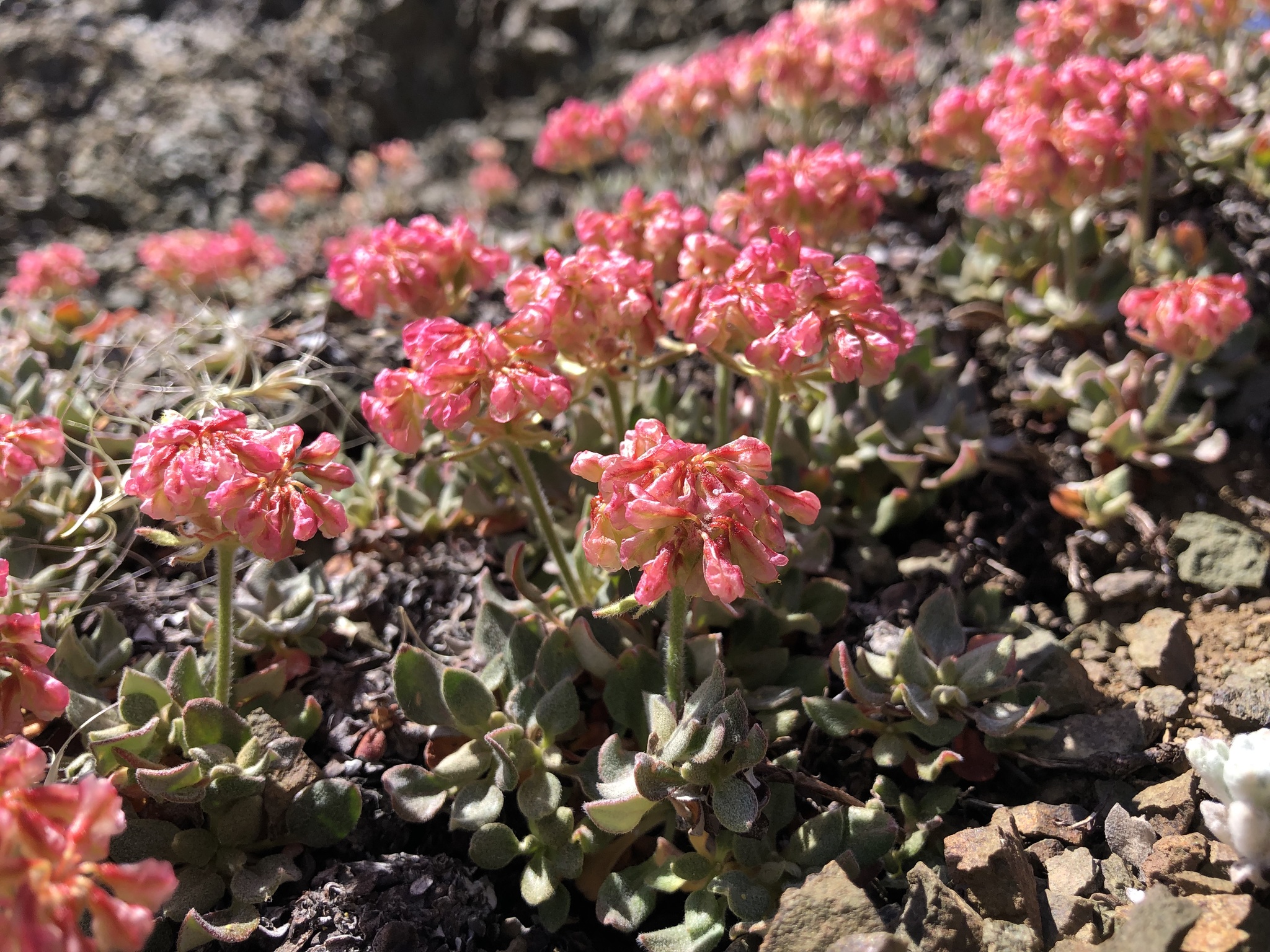 Eriogonum nervulosum
