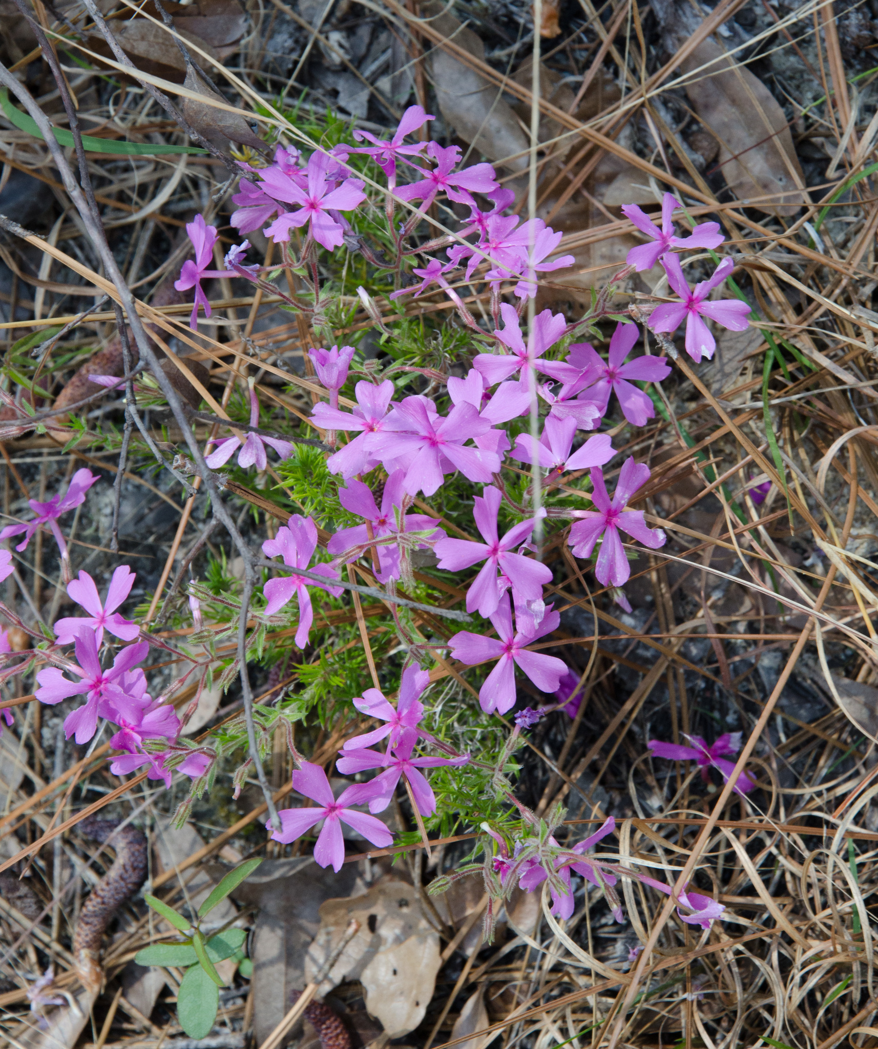 Phlox nivalis