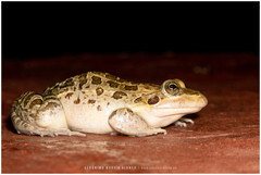 Leptodactylus luctator