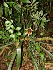 Canistrum cyathiforme