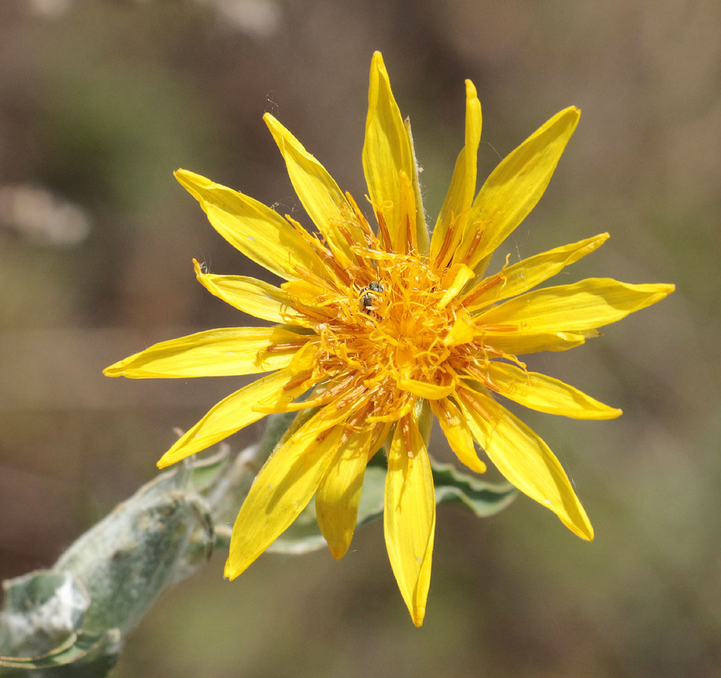 Tragopogon tanaiticus