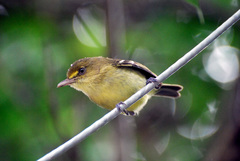 Vireo pallens