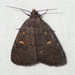Orange-spotted Idia Moth - Photo (c) suegregoire, some rights reserved (CC BY-NC), uploaded by suegregoire