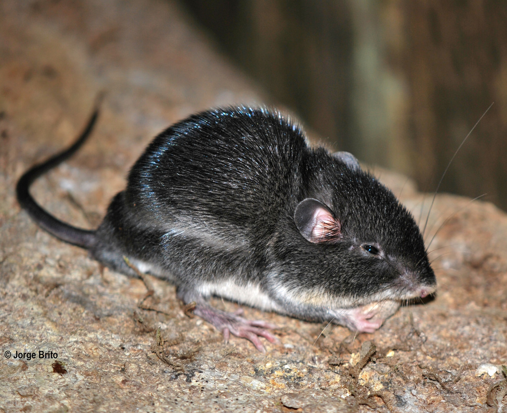 spiny pocket mouse