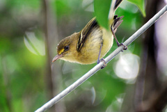 Vireo pallens