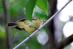 Vireo pallens