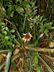 Canistrum cyathiforme