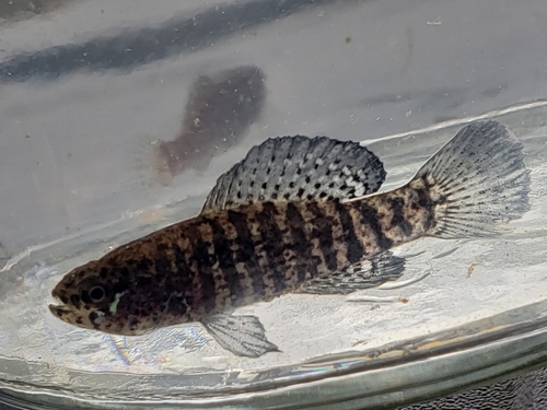 Banded Pygmy Sunfish