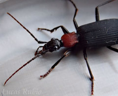 Galerita collaris