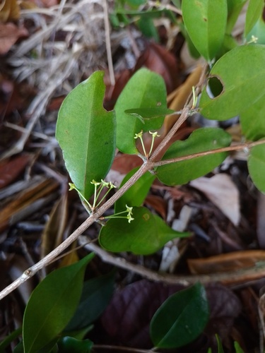 Eugenia excelsa