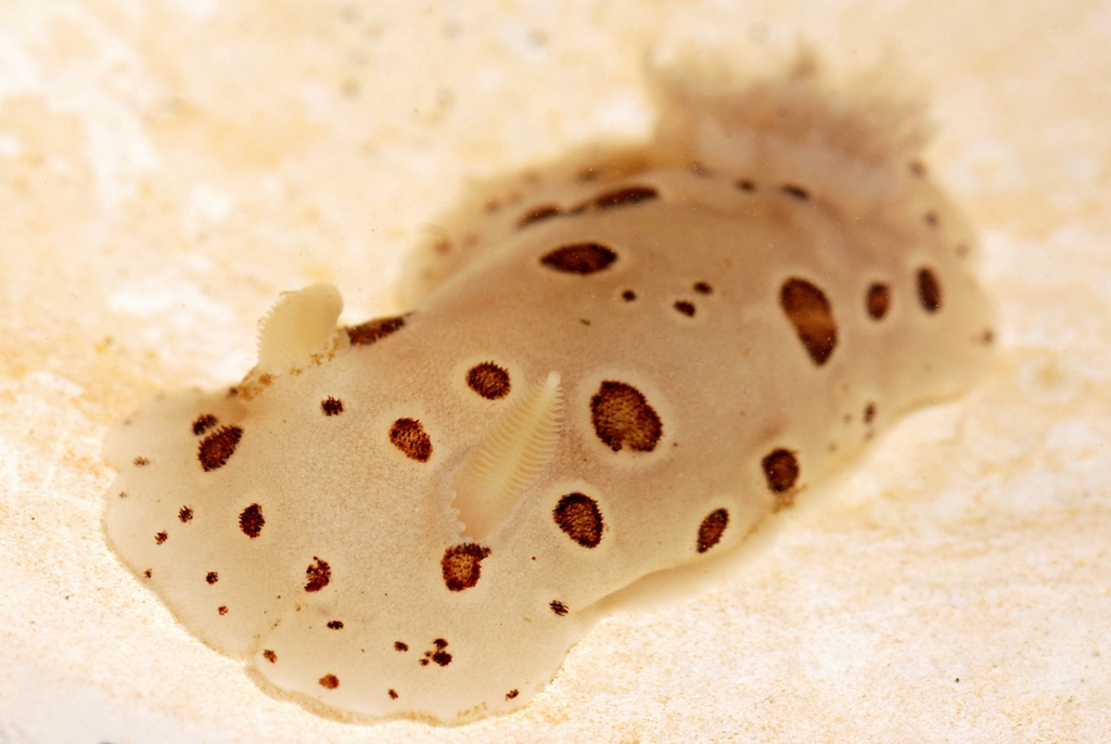 Northern Leopard Dorid