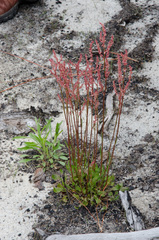 Rumex hastatulus
