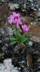 Arabis blepharophylla