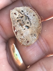 Dalbergia ecastaphyllum