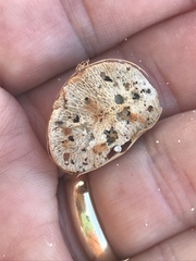 Dalbergia ecastaphyllum